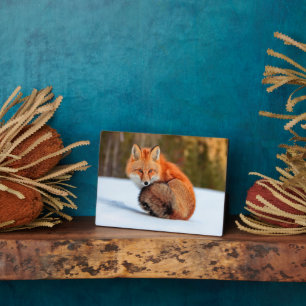 Rotfuchs im Schnee   Yukon Fotoplatte