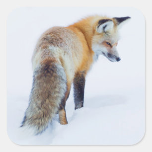Rotfuchs im Winter Quadratischer Aufkleber