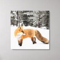 Rotfuchs in weißem Schnee