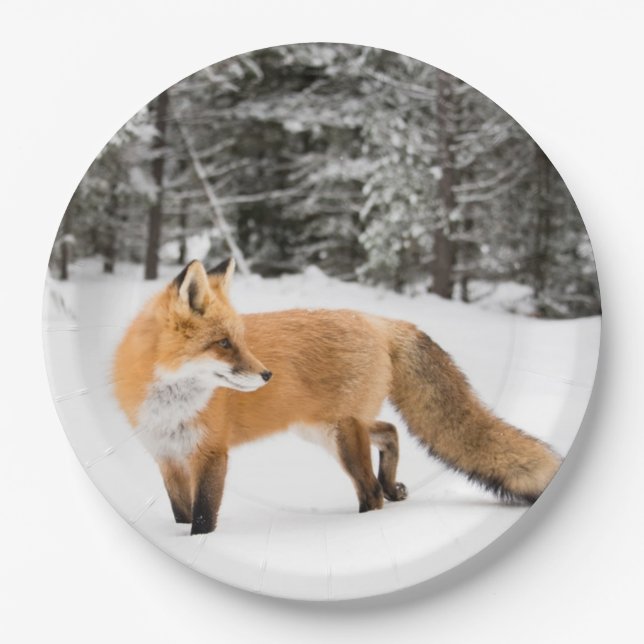 Rotfuchs in weißem Schnee Pappteller (Vorderseite)