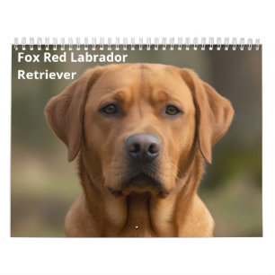 Rotfuchs Labrador Retriever 2027 Wandkalender