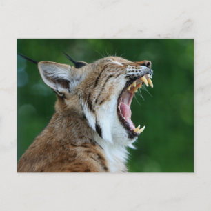 Rotfuchs-Luchs-Gähnen-Postkarte Postkarte