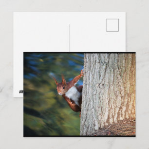 Rotfuchs-Porträt Postkarte