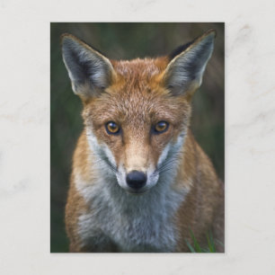 Rotfuchs-Porträt-Postkarte Postkarte