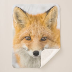 Rotfuchs-Porträt Sherpadecke