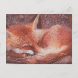 Rotfuchs POSTKARTE