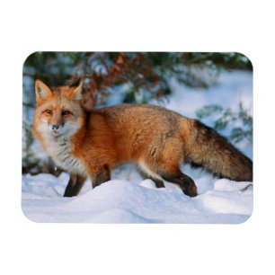 Rotfuchs   Schnee im Winter, Montana Magnet