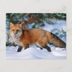 Rotfuchs   Schnee im Winter, Montana Postkarte