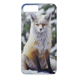 Rotfuchs sitzt auf Schneebank, Vulpes, Berg Case-Mate iPhone Hülle