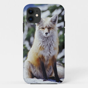Rotfuchs sitzt auf Schneebank, Vulpes, Berg Case-Mate iPhone Hülle