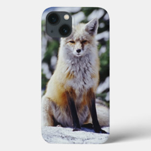 Rotfuchs sitzt auf Schneebank, Vulpes, Berg iPhone 13 Hülle