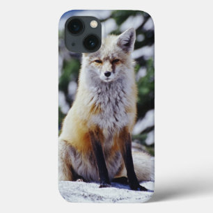 Rotfuchs sitzt auf Schneebank, Vulpes, Berg iPhone 13 Hülle