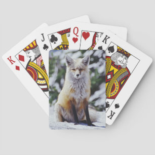 Rotfuchs sitzt auf Schneebank, Vulpes, Berg Spielkarten