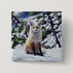 Rotfuchs sitzt auf Schneebank, Vulpes, Mt. Button