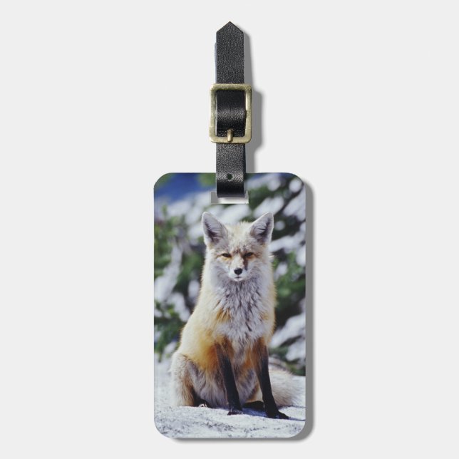 Rotfuchs sitzt auf Schneebank, Vulpes, Mt. Gepäckanhänger (Vorderseite vertikal)