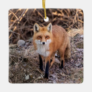 Rotfuchs von Nahem und Persönlich Keramikornament