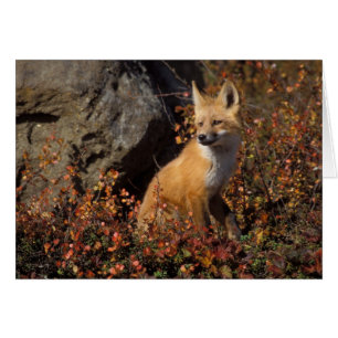 Rotfuchs, Vulpes vulpes
