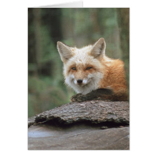 Rotfuchs (Vulpes vulpes)
