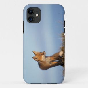 Rotfuchs, Vulpes vulpes Case-Mate iPhone Hülle