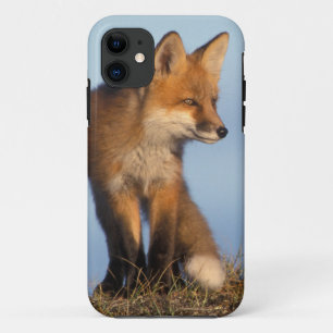 Rotfuchs, Vulpes vulpes iPhone 11 Hülle
