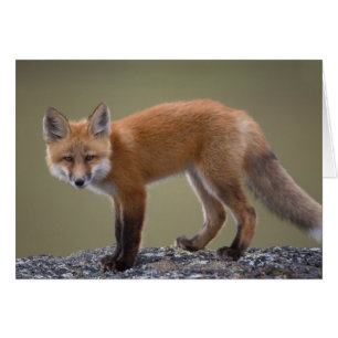 Rotfuchs, Vulpes vulpes, entlang der zentralen Nor