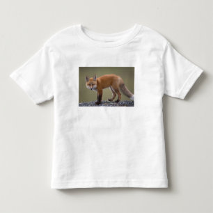 Rotfuchs, Vulpes vulpes, entlang der zentralen Nor Kleinkind T-shirt
