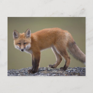 Rotfuchs, Vulpes vulpes, entlang der zentralen Nor Postkarte