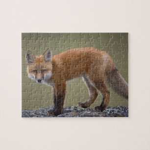 Rotfuchs, Vulpes vulpes, entlang der zentralen Nor Puzzle