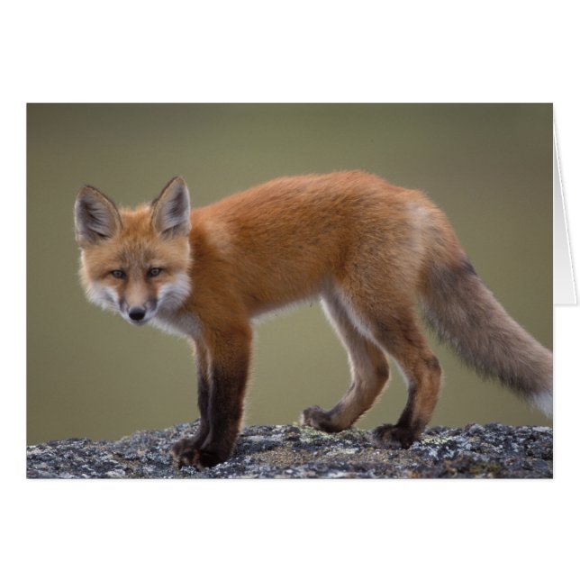 Rotfuchs, Vulpes vulpes, entlang des mittleren Nor (Vorderseite (Horizontal))