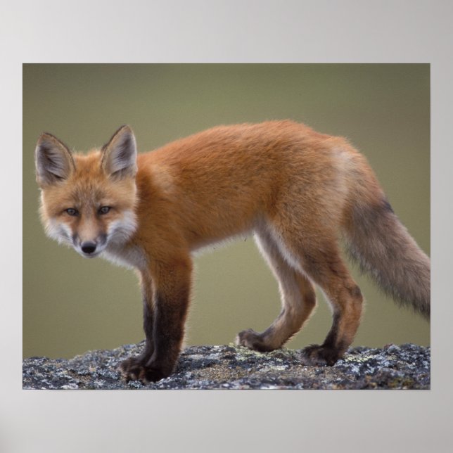 Rotfuchs, Vulpes vulpes, entlang des mittleren Nor Poster (Vorne)