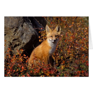 Rotfuchs, Vulpes vulpes, in Herbstfarben entlang d