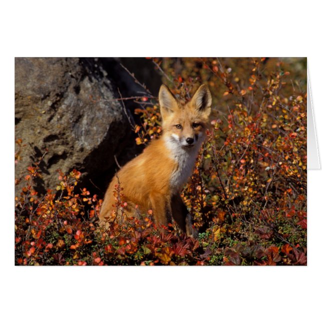 Rotfuchs, Vulpes vulpes, in Herbstfarben entlang d (Vorderseite (Horizontal))