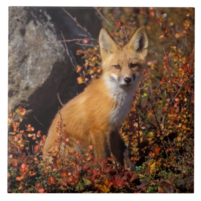 Rotfuchs, Vulpes vulpes, in Herbstfarben entlang d Fliese (Vorderseite)