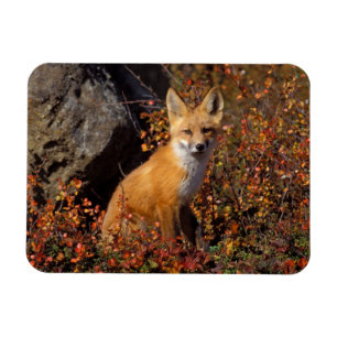 Rotfuchs, Vulpes vulpes, in Herbstfarben entlang d Magnet