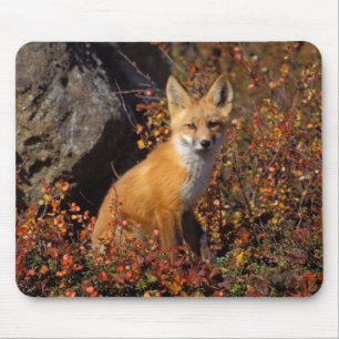 Rotfuchs, Vulpes vulpes, in Herbstfarben entlang d Mousepad