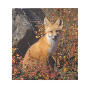 Rotfuchs, Vulpes vulpes, in Herbstfarben entlang d Notizblock