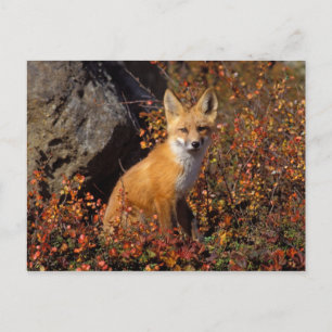 Rotfuchs, Vulpes vulpes, in Herbstfarben entlang d Postkarte