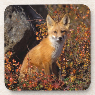 Rotfuchs, Vulpes vulpes, in Herbstfarben entlang d Untersetzer