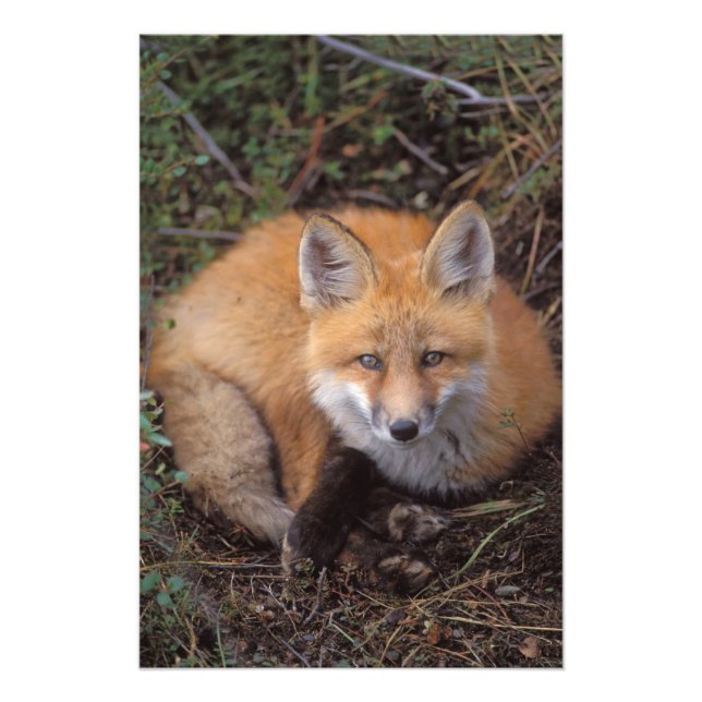 Rotfuchs, Vulpes vulpes, in Herbstfarben Fotodruck (Vorne)