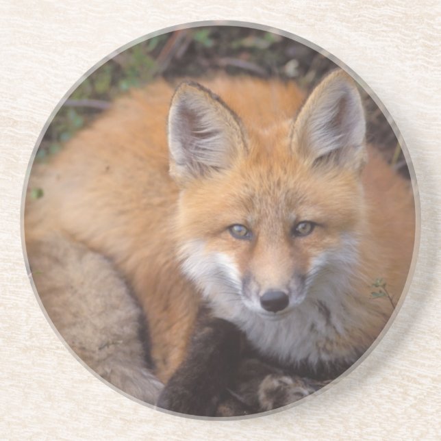 Rotfuchs, Vulpes vulpes, in Herbstfarben Sandstein Untersetzer (Vorne)