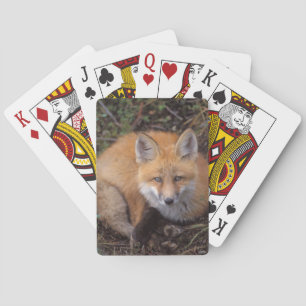 Rotfuchs, Vulpes vulpes, in Herbstfarben Spielkarten