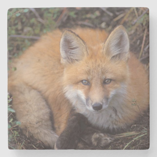 Rotfuchs, Vulpes vulpes, in Herbstfarben Steinuntersetzer (Vorderseite)