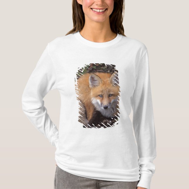 Rotfuchs, Vulpes vulpes, in Herbstfarben T-Shirt (Vorderseite)