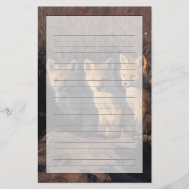 Rotfuchs, Vulpes vulpes, Junge Briefpapier (Vorderseite)