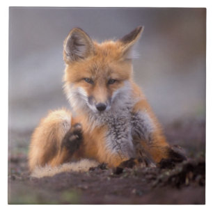 Rotfuchs, Vulpes vulpes, Jungtier kratzt sich, Fliese