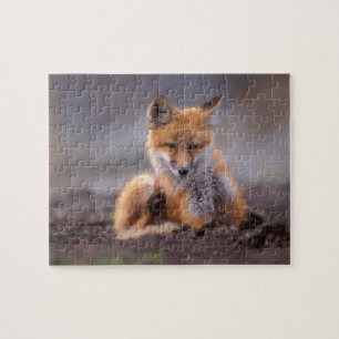 Rotfuchs, Vulpes vulpes, Jungtier kratzt sich, Puzzle