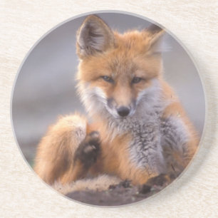 Rotfuchs, Vulpes vulpes, Jungtier kratzt sich, Sandstein Untersetzer