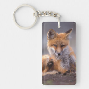 Rotfuchs, Vulpes vulpes, Jungtier kratzt sich, Schlüsselanhänger