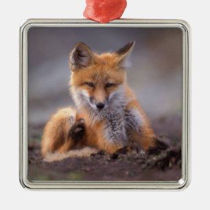 Rotfuchs, Vulpes vulpes, Jungtier kratzt sich, Silbernes Ornament