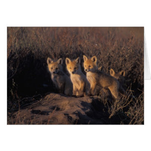 Rotfuchs, Vulpes vulpes, Jungtiere